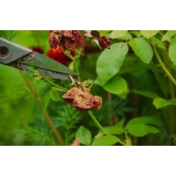 Sweet Dry Rose Leaves